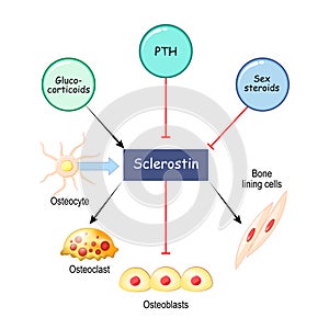 Sclerostin and bone formation. osteoblasts, osteocytes, and osteoclasts