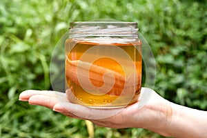 Scoby, Hand holding tea mushroom with kombucha tea, Healthy fermented food, Probiotic nutrition drink.