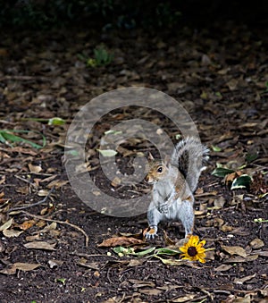 scoiattolo con fiore photo