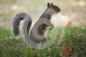 scoiattolo curioso photo