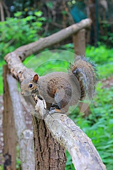 Scoiattolo sullo steccato, squirrel on the fence photo