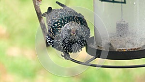 Scolding Starling at an Empty Birdfeeder