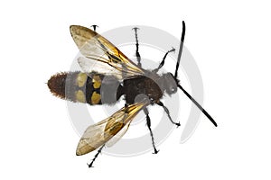 Scolia flavifrons (lat. Scoliidae), on white background