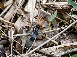 Scolia oculata black wasp dragging a spider