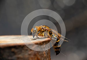 Scoliid wasp on the wood, this giant insect has size around 4-5,5 cm and looks so scary with the sting