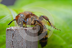 Scoliid wasp on the wood, this giant insect has size around 4-5,5 cm and looks so scary with the sting