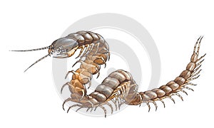 Scolopendra (Amazonian giant centipede)