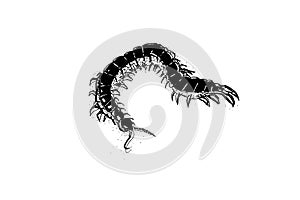 Scolopendra or centipede. Sketch of an insect. Tattoo sketch.