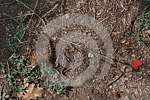 Scolopendra, chilopoda