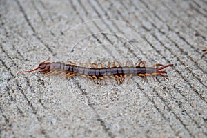 Scolopendra cinculata Mediterranean banded centipede