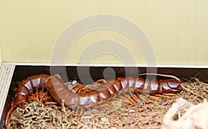 scolopendra gigantea