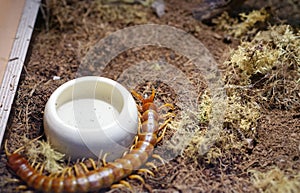 scolopendra gigantea