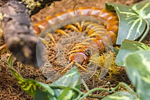 Scolopendra Gigantea