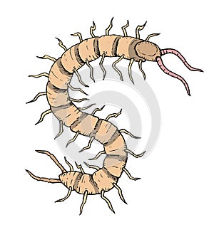 Scolopendra hand draw design