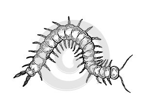 Scolopendra insect engraving vector illustration