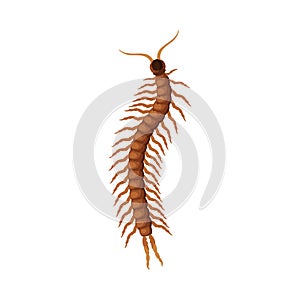 Scolopendra Insect, Pest Control and Extermination Concept Vector Illustration on White Background