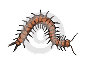 Scolopendra insect sketch engraving vector