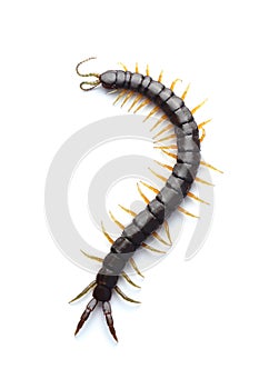 Scolopendra isolated on white