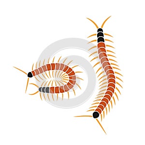 Scolopendra logo. Isolated scolopendra on white background