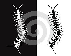 Scolopendra logo. Isolated scolopendra on white background