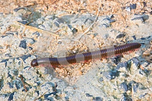Scolopendra on the road close-up