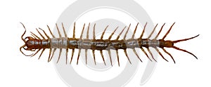 Scolopendra Scolopendra gigantea