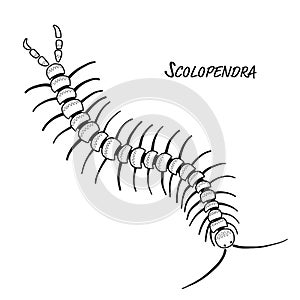 Scolopendra, sketch for your design