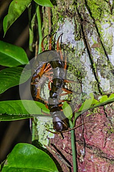 Scolopendra subspinipes centipede in Bako national park on Borneo island, Malays