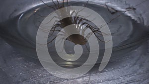 Scolopendra trying to escape glass captivity in research laboratory, entomology