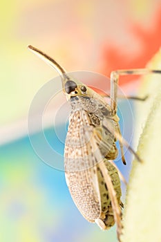 A scolops planthopper on a milkweed leaf with a long horn that looks like a long nose