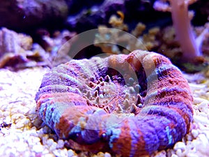 Scolymia Large Polyp Stony coral - Scolymia welsii