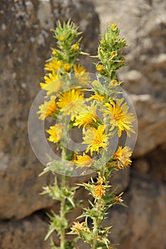 Scolymus hispanicus