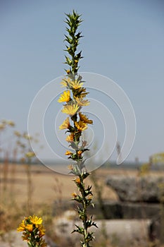 Scolymus hispanicus