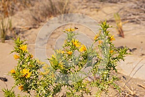 Scolymus hispanicus, the common golden thistle