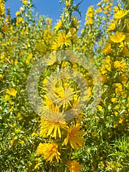 Scolymus hispanicus - a thistle with a culinary history