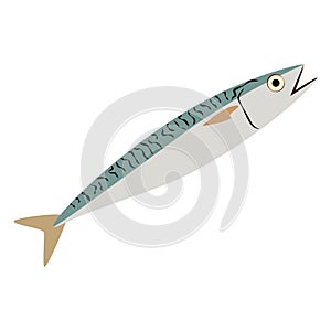 Scomber fish illustration photo
