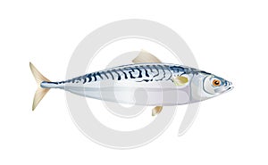 Scomber, Mackerel fish isolated on light background. Fresh fish in a simple flat style. Vector for design seafood packaging and photo