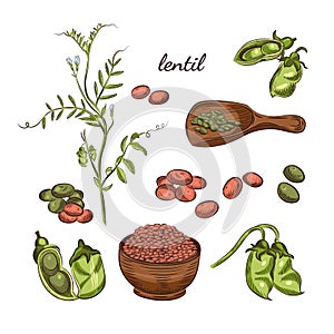 Lentil plant hand drawn illustration. Peas and pods sketches. photo