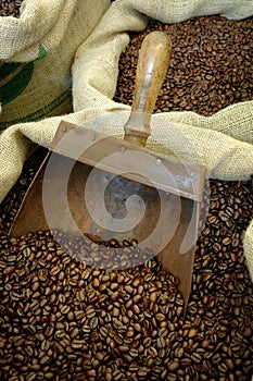 Coffee beans. scoop with coffee beans from the top photo