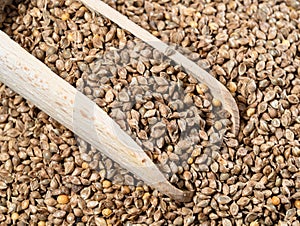 Scoop on pile of barnyard millet seeds closeup