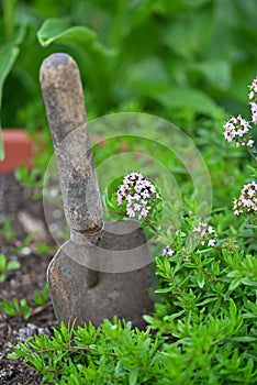 Scoop in vegable garden with origano flowers.