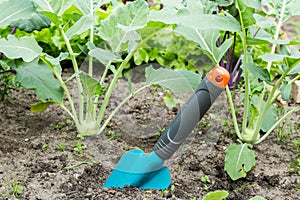 A scoop in the vegetable garden