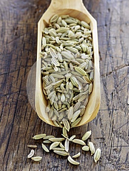 Scoopful of fennel seeds