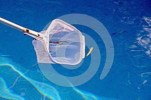 Scooping leaves out of swimming pool.