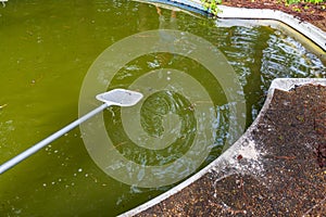 Scooping tadpoles from backyard swimming pool