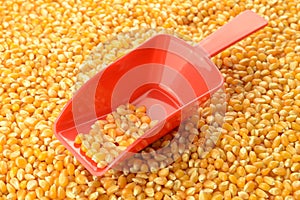 Scooping Wholesale Corn Kernels