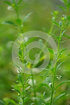 Scoparia dulcis (licorice weed, goatweed, scoparia-weed, sweet-broom, tapeiava, tapixaba)