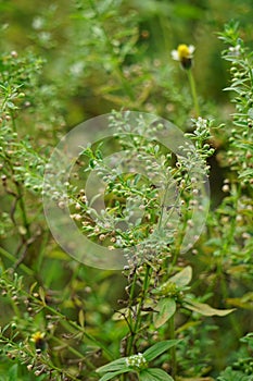 Scoparia dulcis (licorice weed, goatweed, scoparia-weed, sweet-broom, tapeiava, tapixaba)