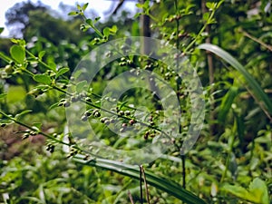 Scoparia dulcis is a species of flowering plant in the plantain family. Common names include licorice weed, goatweed, scoparia-