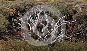 Scoparia heath showing branches under canopy